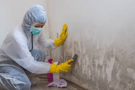 Why You Should Choose Our Mold Remediation Services in Ortonville, MN